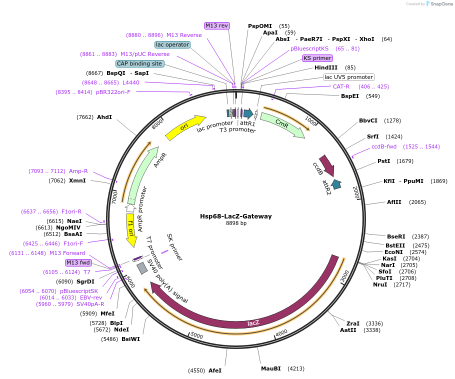 37843-plasmid-map-sequence-id-197816
