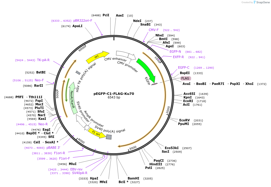 46957-plasmid-map-sequence-id-197817