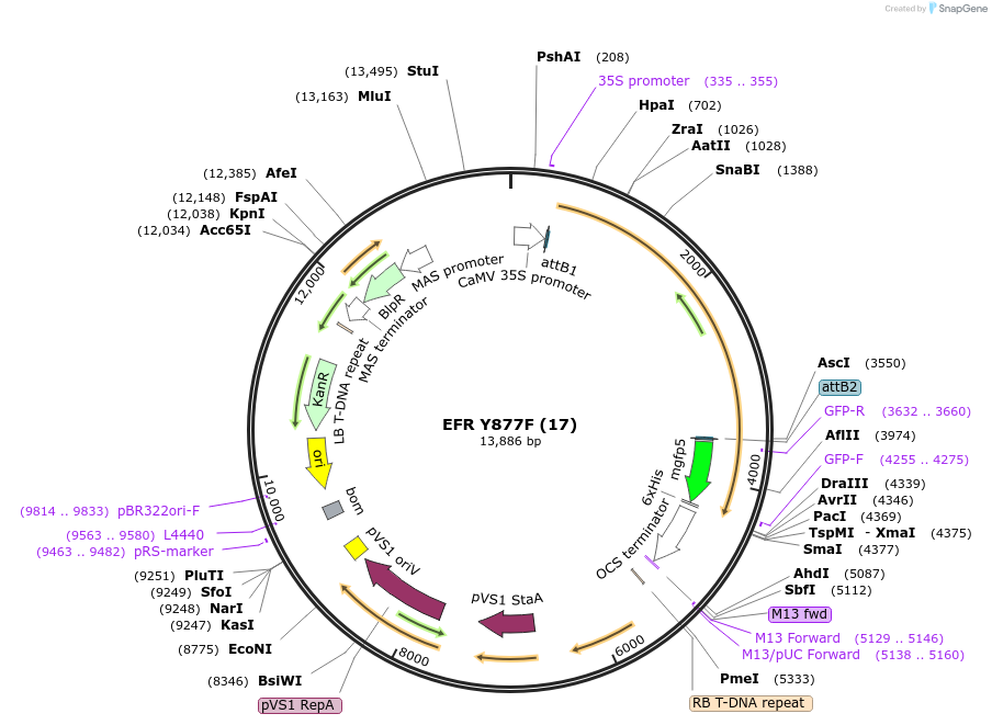 102415-plasmid-map-sequence-id-197842