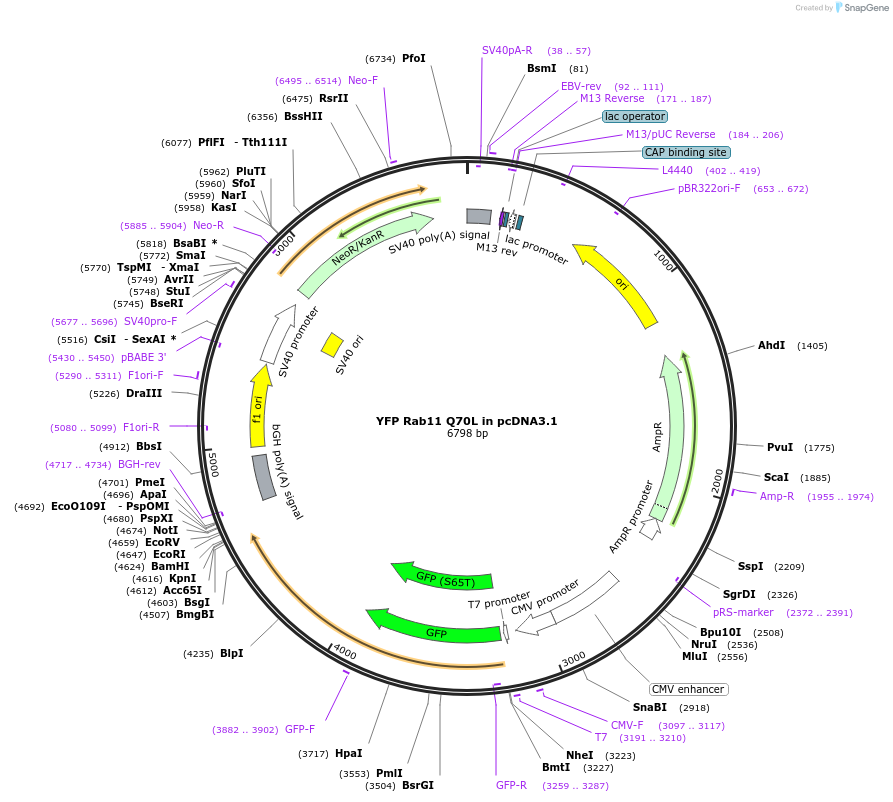 90467-plasmid-map-sequence-id-197844