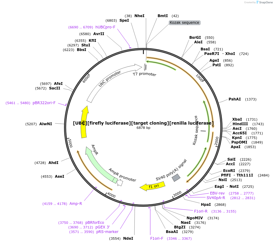 97190-plasmid-map-sequence-id-197847