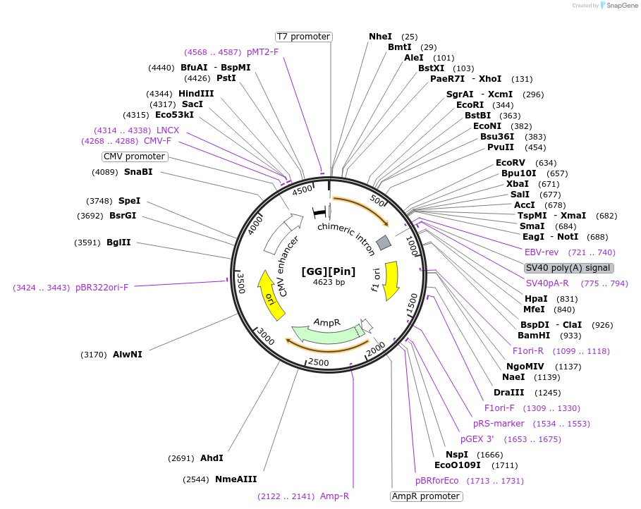 97191-plasmid-map-sequence-id-197848