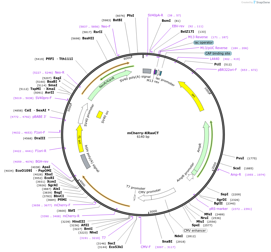 99017-plasmid-map-sequence-id-197860