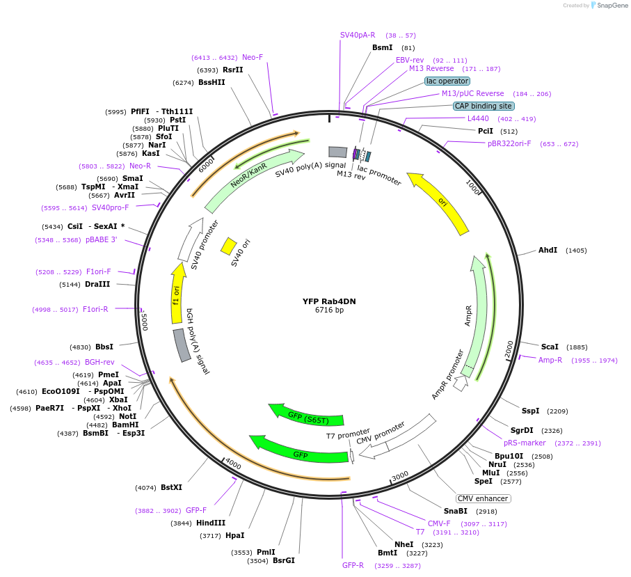 99019-plasmid-map-sequence-id-197862