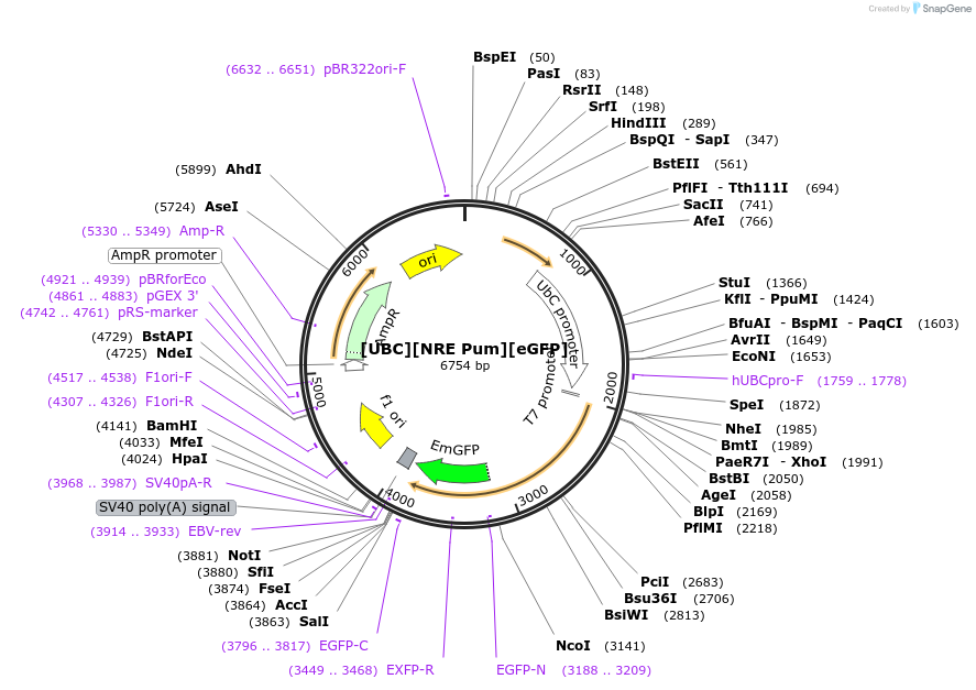 97192-plasmid-map-sequence-id-197865
