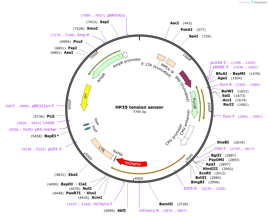 101250-plasmid-map-sequence-id-197871