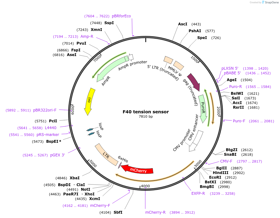 101252-plasmid-map-sequence-id-197873