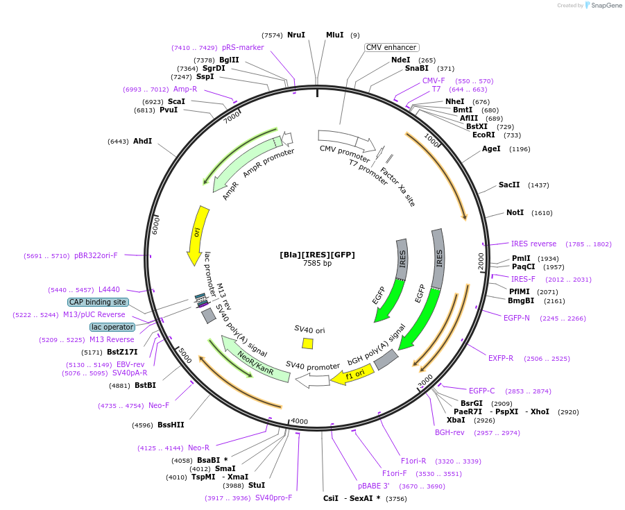 97193-plasmid-map-sequence-id-197876