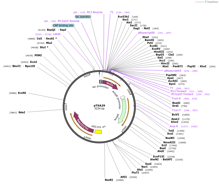 80778-plasmid-map-sequence-id-197906