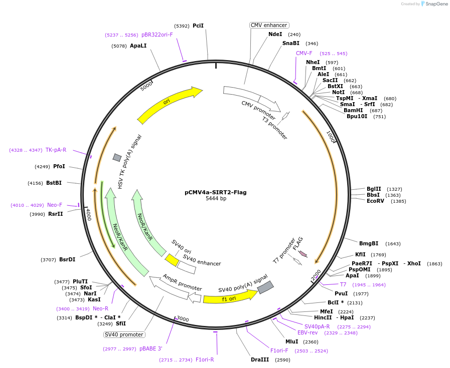 102623-plasmid-map-sequence-id-197908