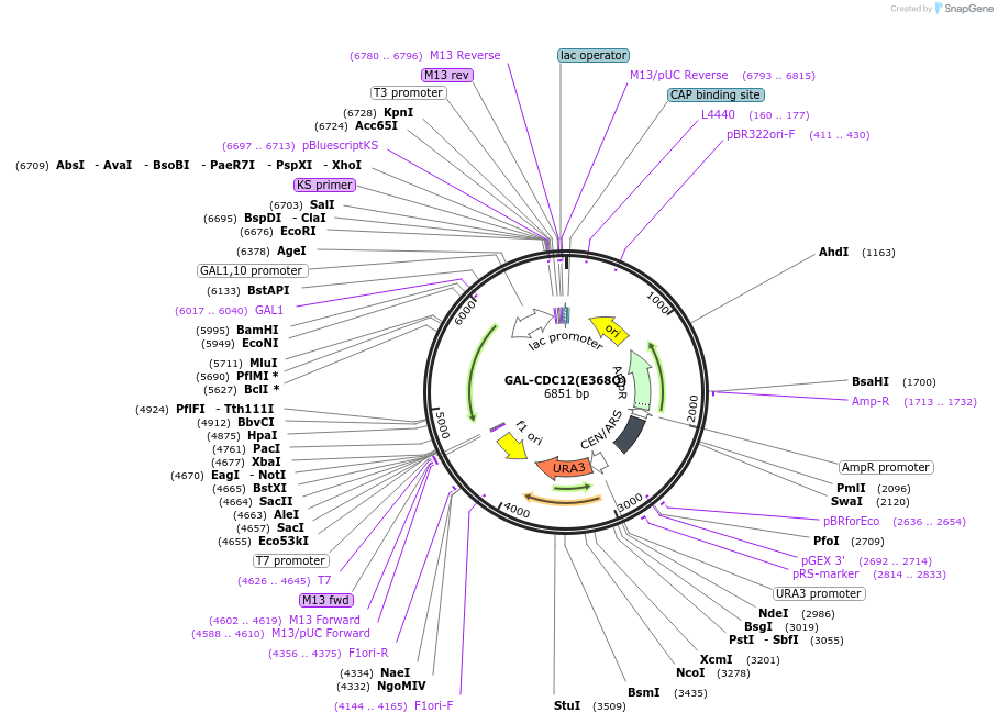 1164-plasmid-map-sequence-id-197910