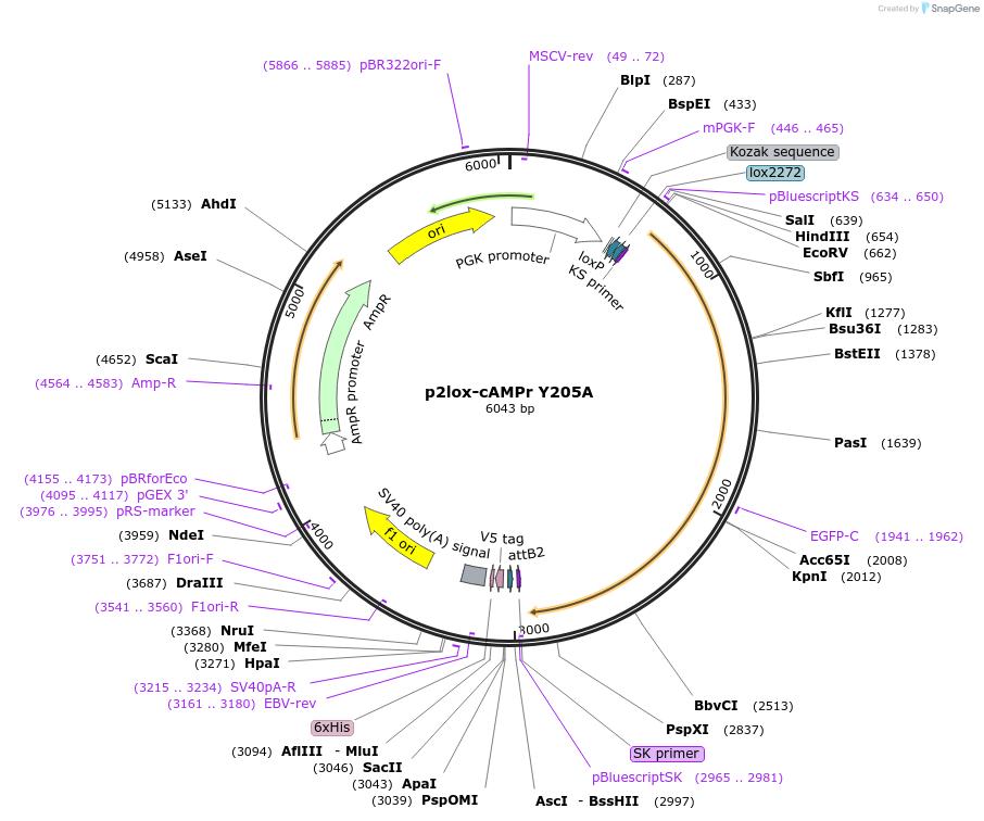 102438-plasmid-map-sequence-id-197915