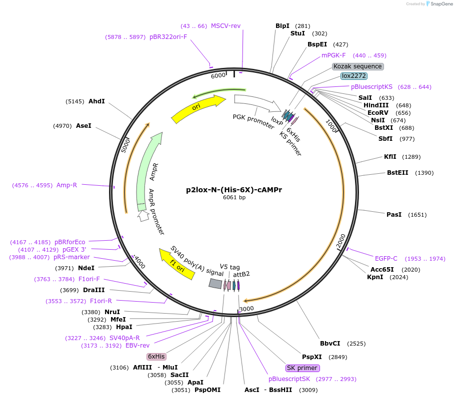 102439-plasmid-map-sequence-id-197917