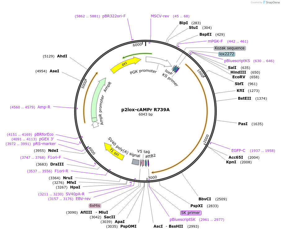 102618-plasmid-map-sequence-id-197918