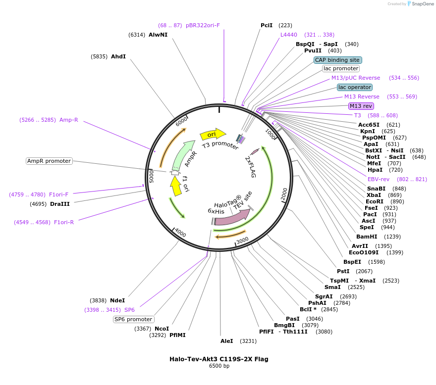 87608-plasmid-map-sequence-id-197921