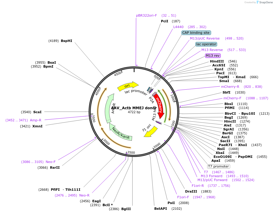 97315-plasmid-map-sequence-id-197922