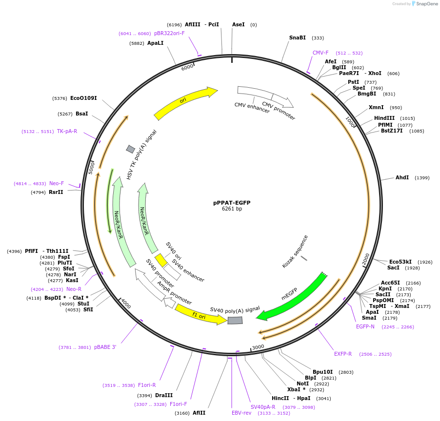 99105-plasmid-map-sequence-id-197925