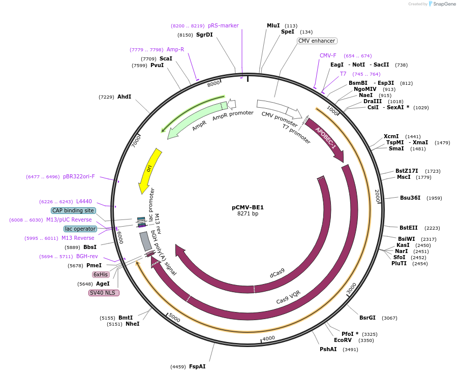 73019-plasmid-map-sequence-id-197927