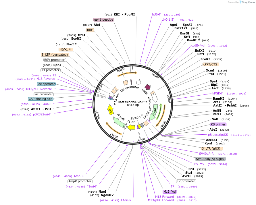 75390-plasmid-map-sequence-id-197928