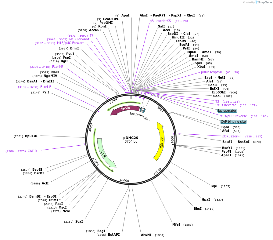 80781-plasmid-map-sequence-id-197932