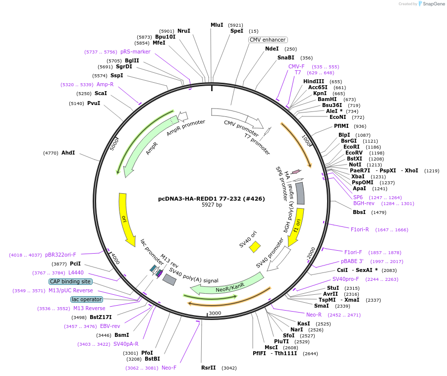 99921-plasmid-map-sequence-id-197987