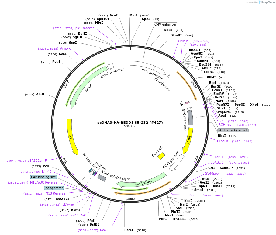 99922-plasmid-map-sequence-id-197988