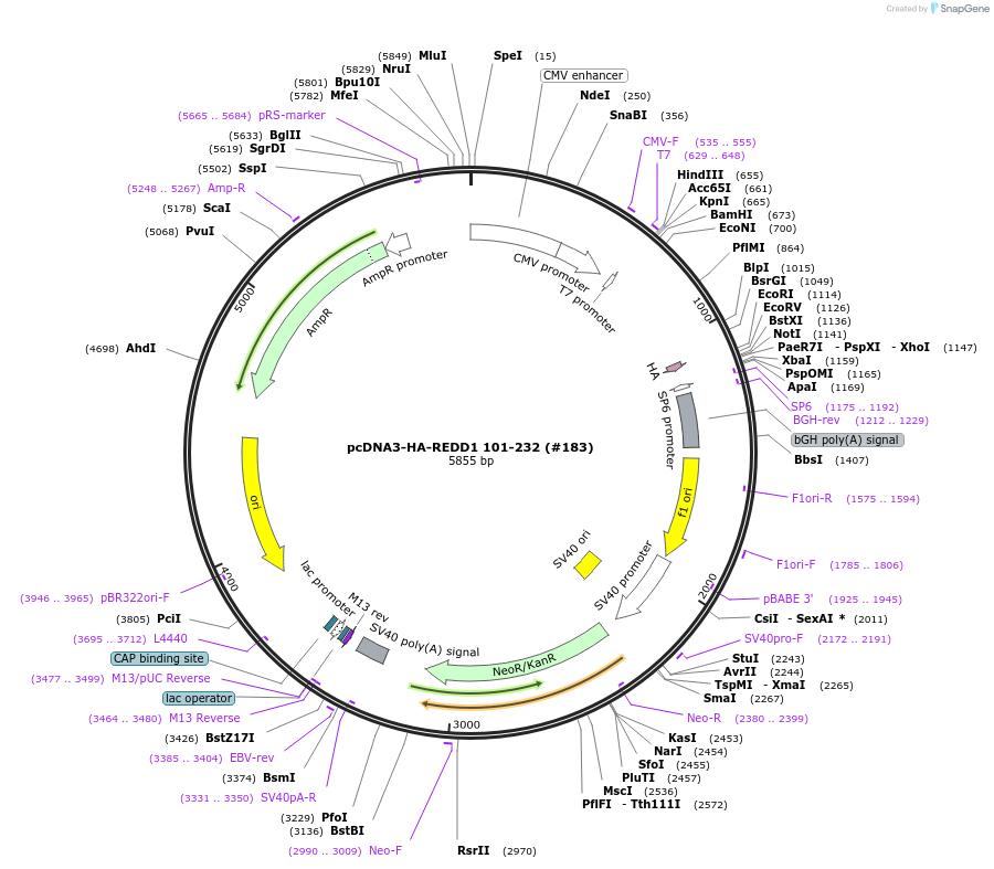 99923-plasmid-map-sequence-id-197989