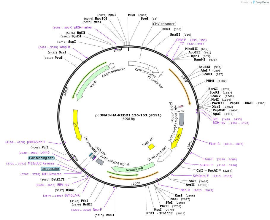 99931-plasmid-map-sequence-id-197996
