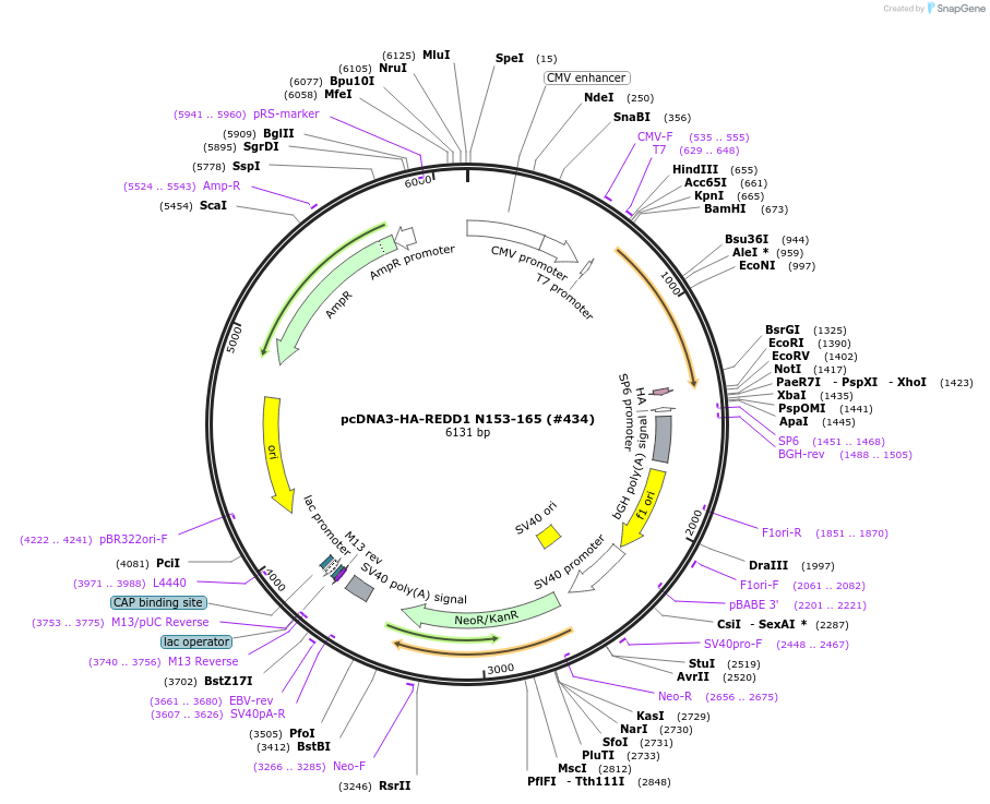 99935-plasmid-map-sequence-id-197999