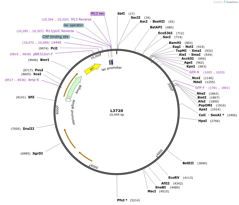 1588-plasmid-map-sequence-id-198