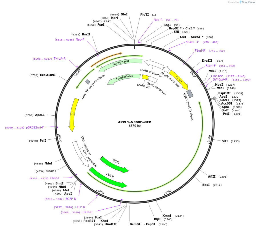 102783-plasmid-map-sequence-id-198005