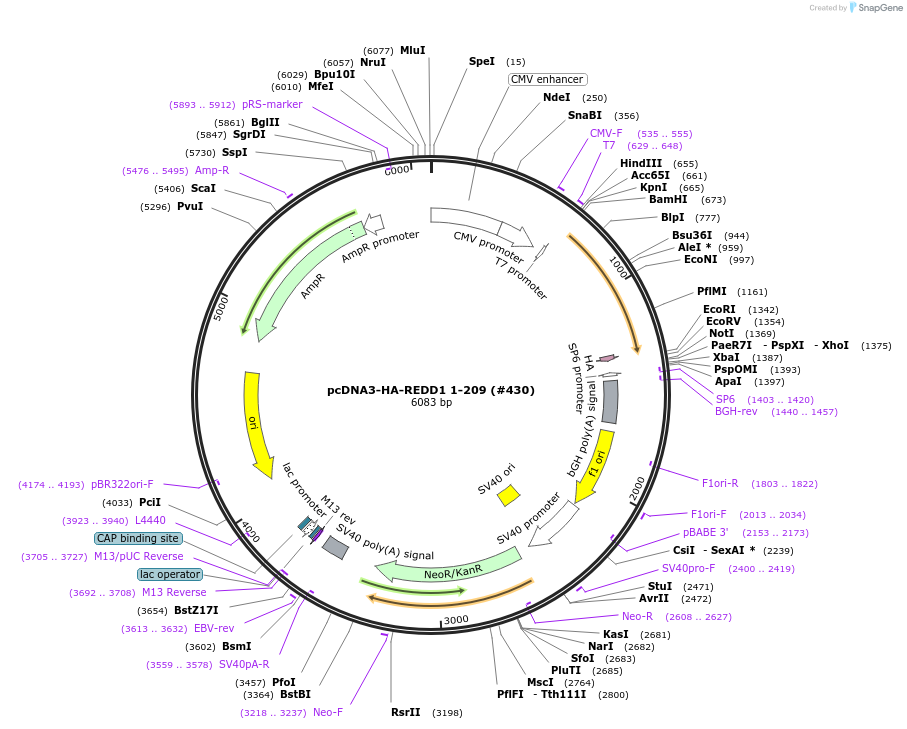 99926-plasmid-map-sequence-id-198006