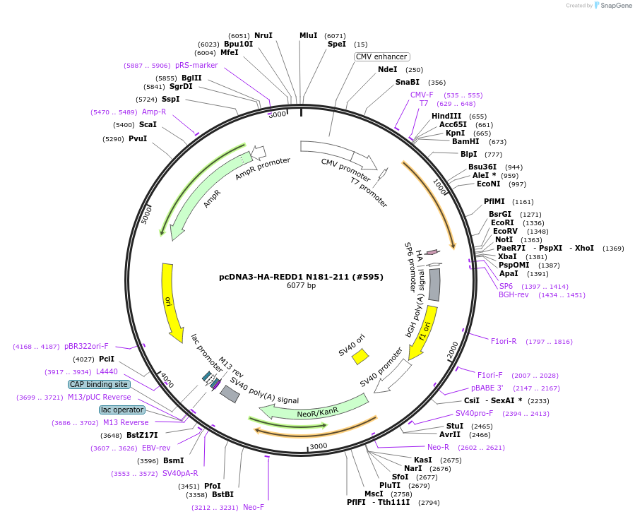 99939-plasmid-map-sequence-id-198008
