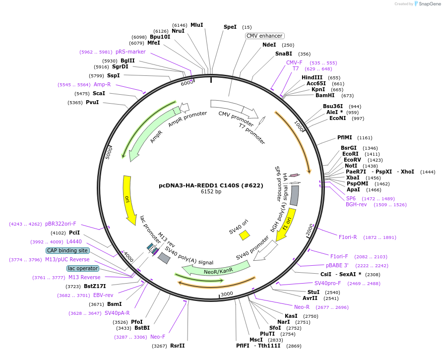99947-plasmid-map-sequence-id-198015
