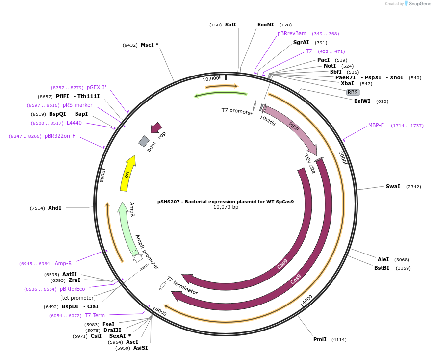 101199-plasmid-map-sequence-id-198023