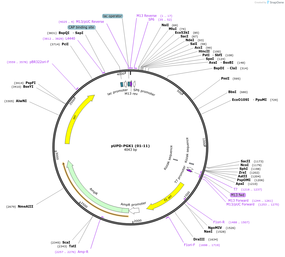 101689-plasmid-map-sequence-id-198026