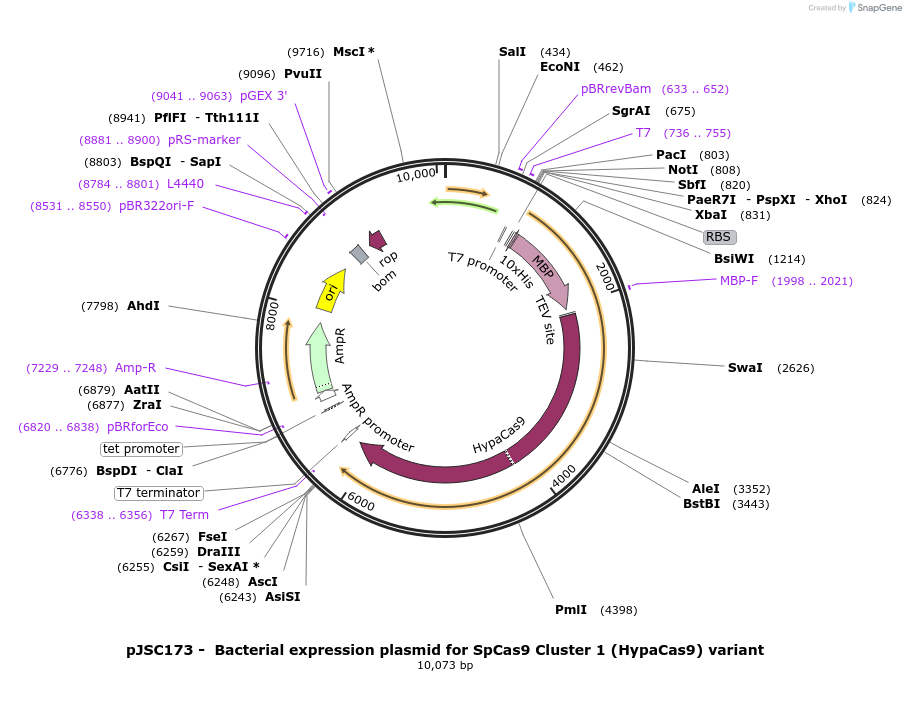 101218-plasmid-map-sequence-id-198035