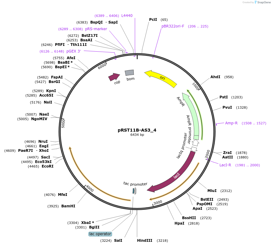 102789-plasmid-map-sequence-id-198038