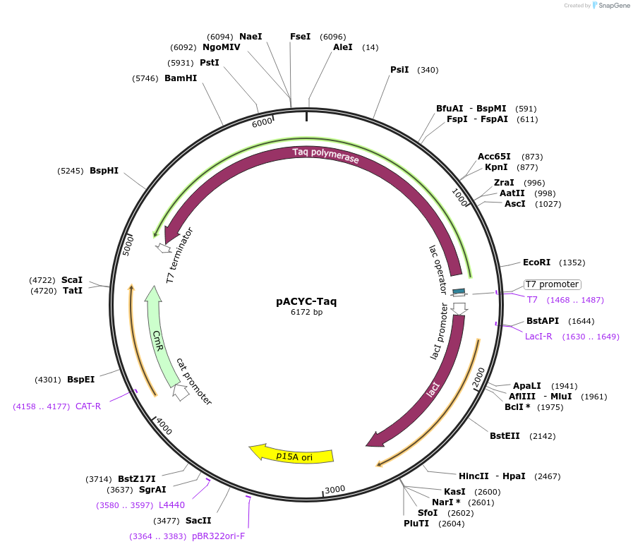 102793-plasmid-map-sequence-id-198041