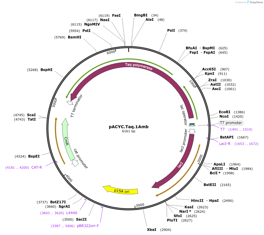 102794-plasmid-map-sequence-id-198045