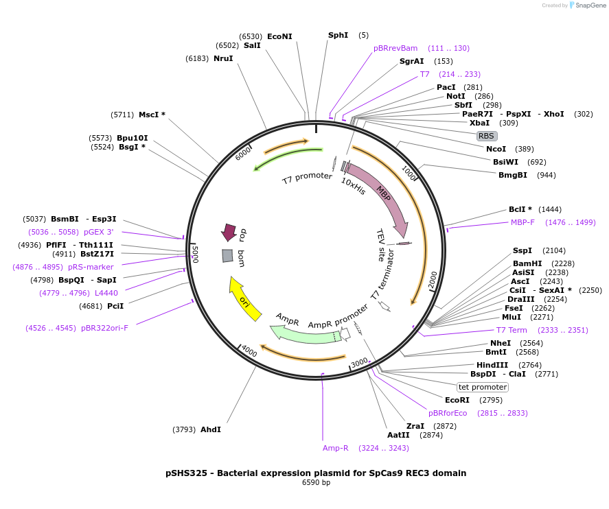 101205-plasmid-map-sequence-id-198048