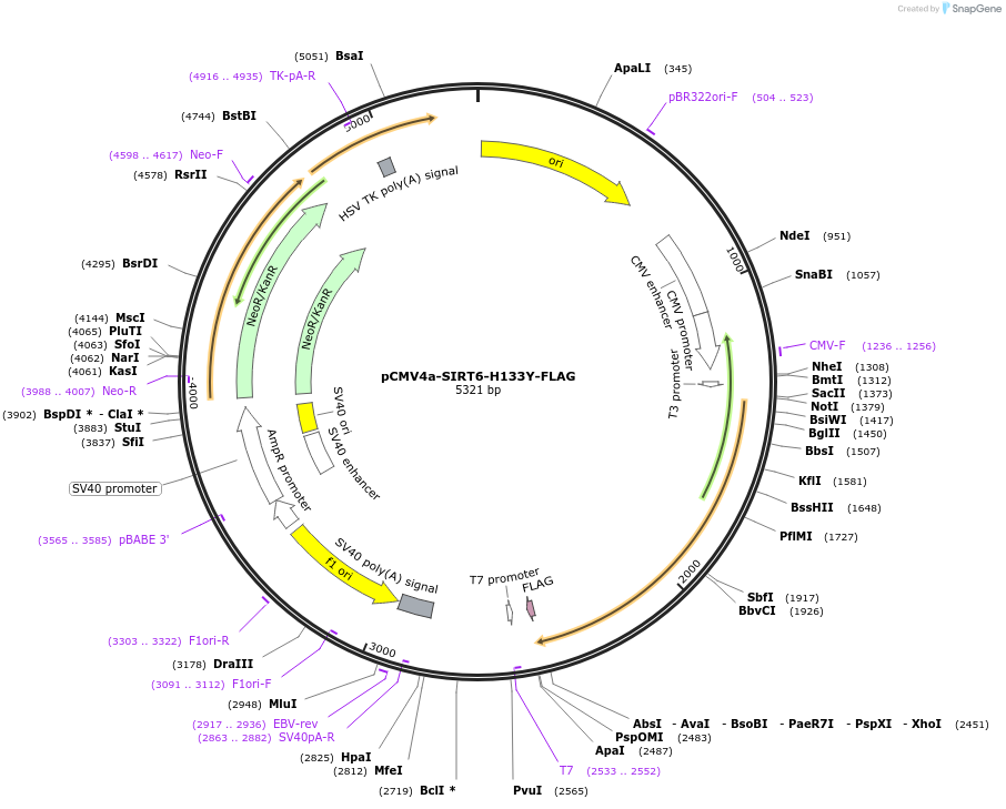 102324-plasmid-map-sequence-id-198049