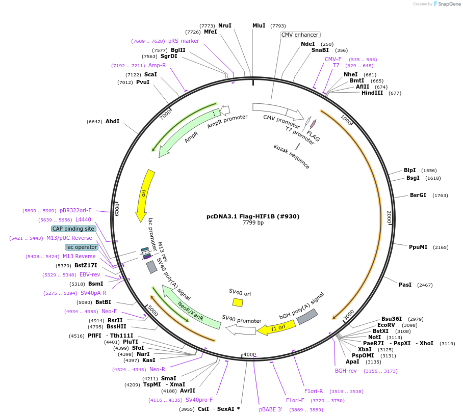 99916-plasmid-map-sequence-id-198096
