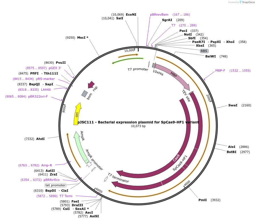 101209-plasmid-map-sequence-id-198127