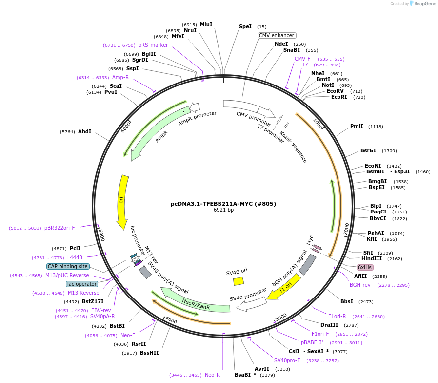 99957-plasmid-map-sequence-id-198131
