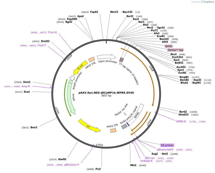 100851-plasmid-map-sequence-id-198187