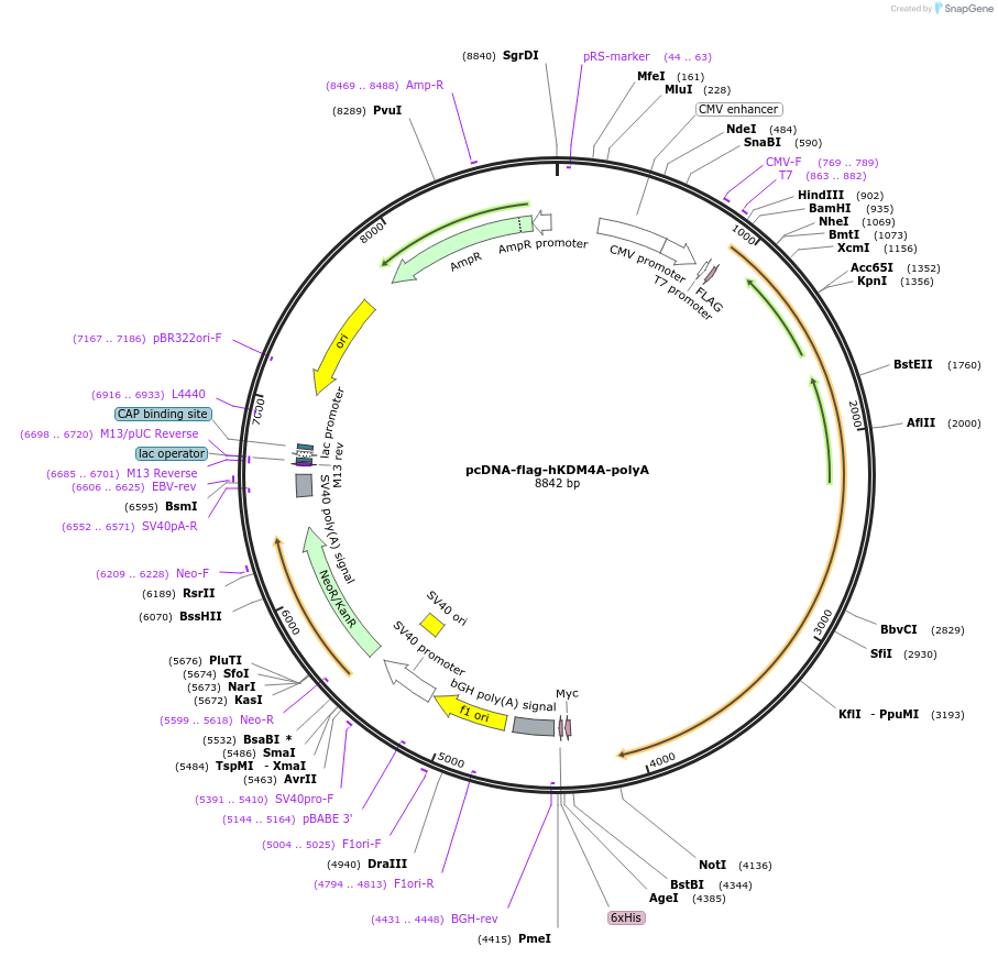 101051-plasmid-map-sequence-id-198212