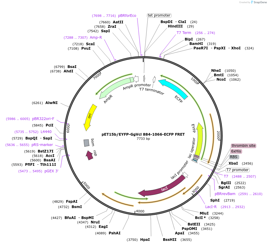 46179-plasmid-map-sequence-id-198213