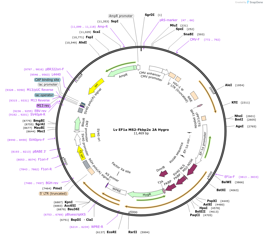 102807-plasmid-map-sequence-id-198217