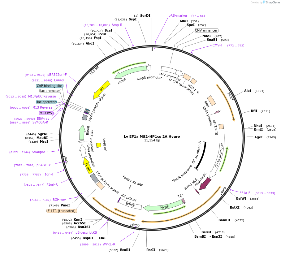 102810-plasmid-map-sequence-id-198219